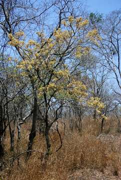 Imagem de Dalbergia boehmii Taub.