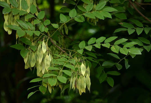 Imagem de Dalbergia boehmii Taub.