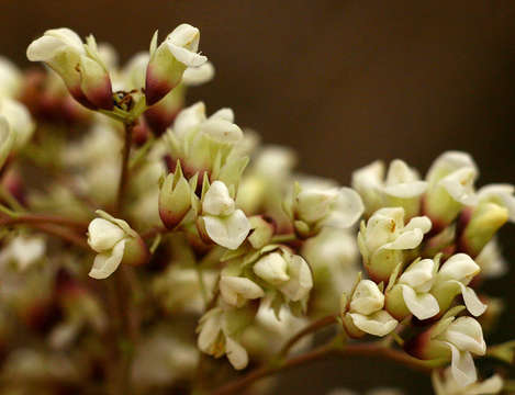 Imagem de Dalbergia boehmii Taub.