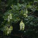 Image of Spiny climbing dalbergia