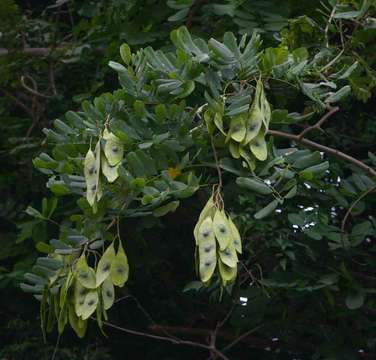 Image of Spiny climbing dalbergia