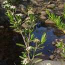 Image of Leptospermum emarginatum H. L. Wendl. ex Link