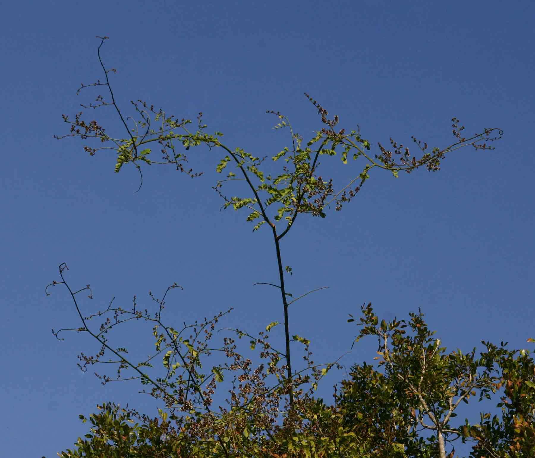 Image of Large-leaved climbing dalbergia