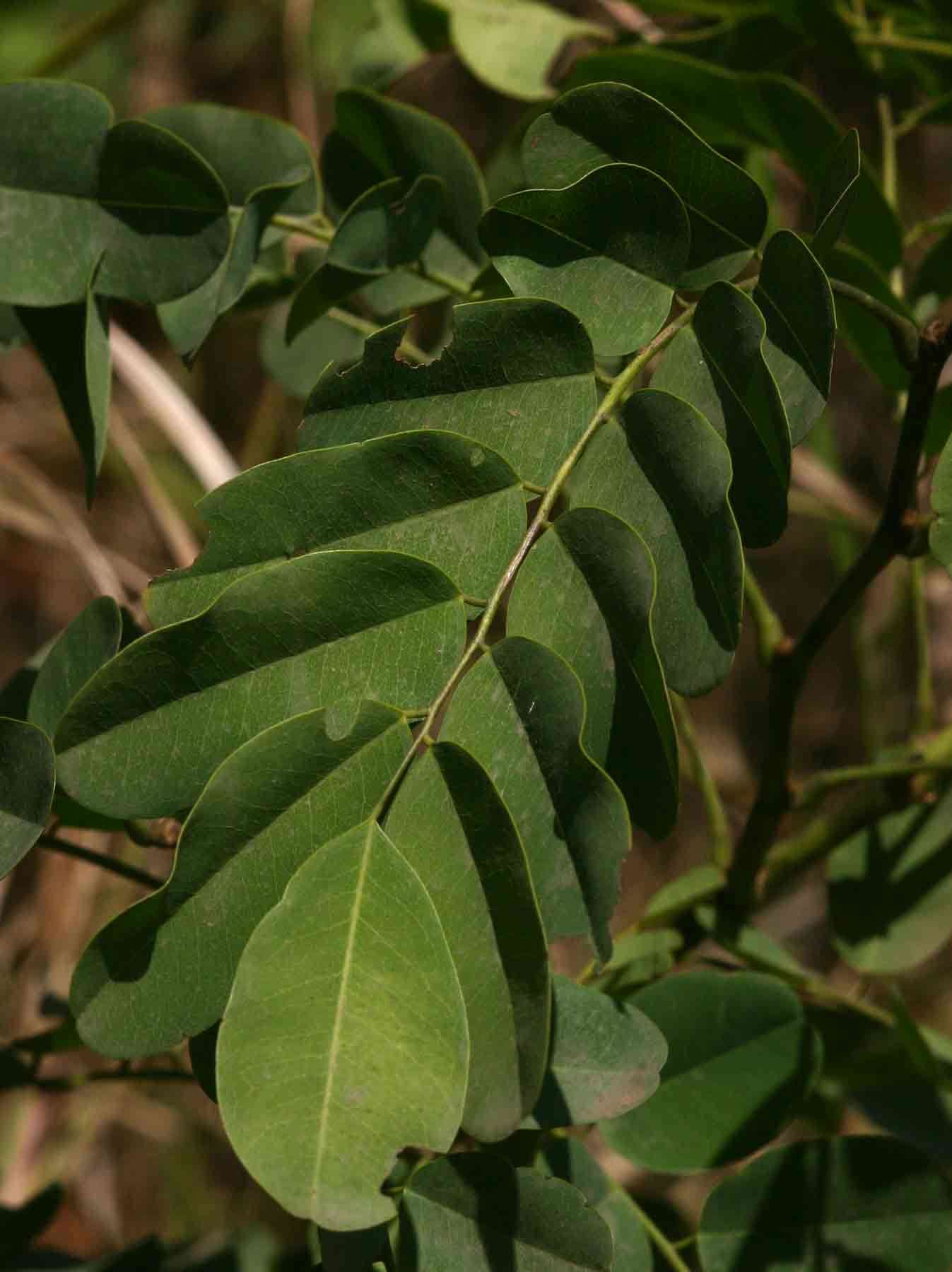 Imagem de Dalbergia lactea Vatke