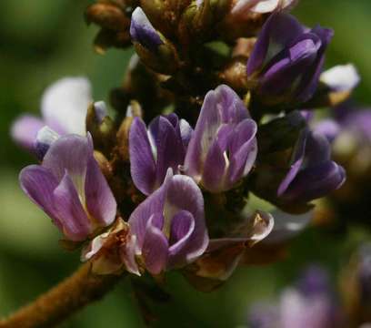 Plancia ëd Dalbergia lactea Vatke