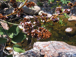 Imagem de Dalbergia lactea Vatke