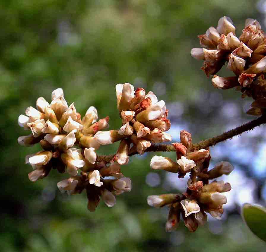 Sivun Dalbergia martinii F. White kuva