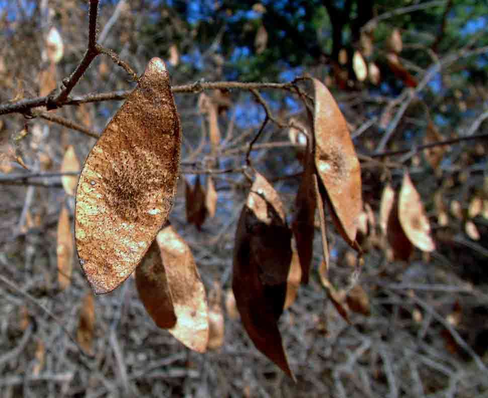 Sivun Dalbergia martinii F. White kuva