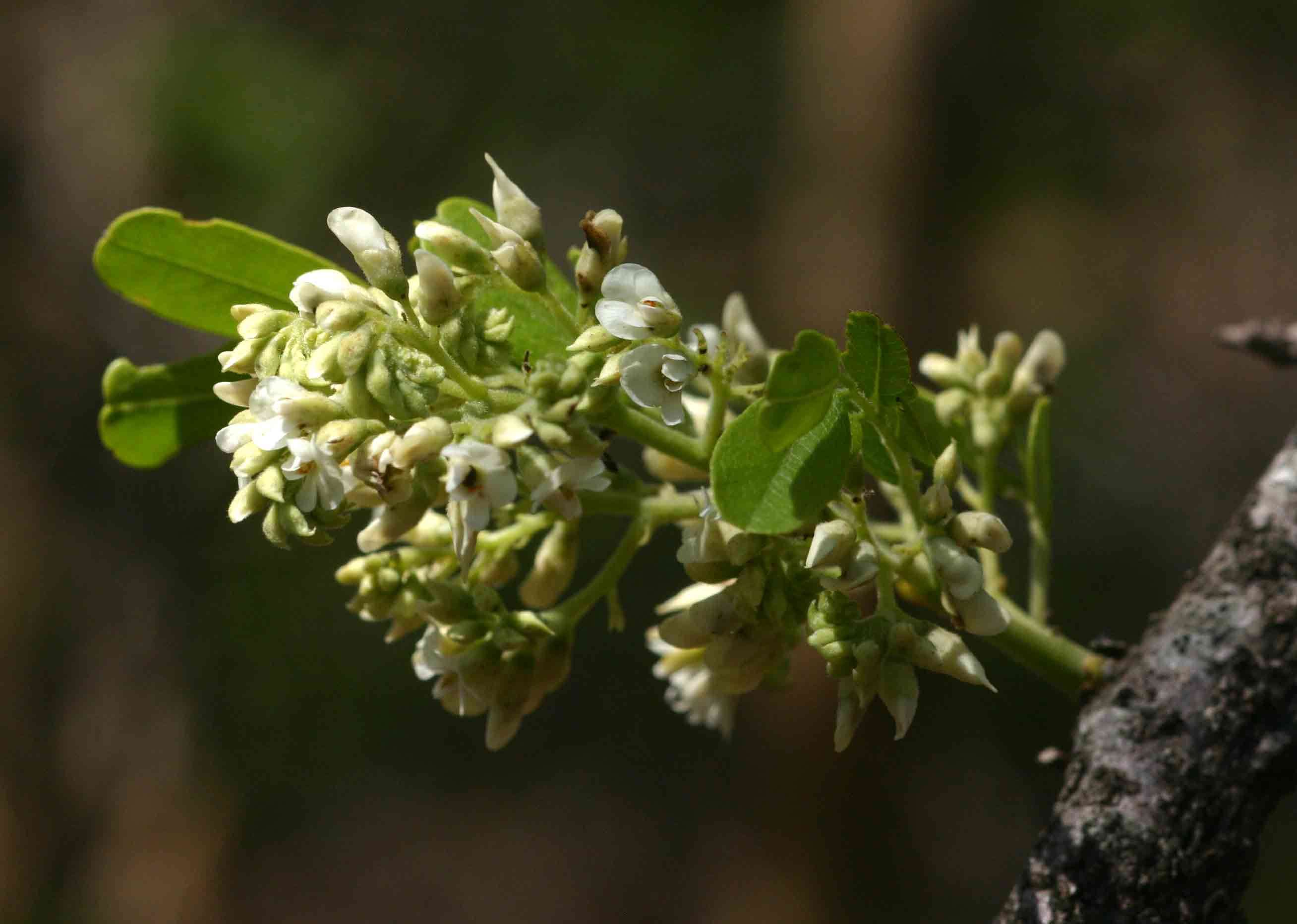 Image of African Blackwood