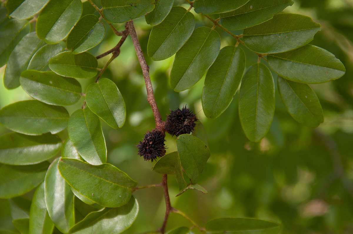 Image de Dalbergia nitidula Baker