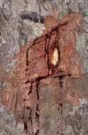 Image of pterocarpus