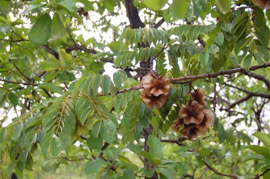 Image of pterocarpus