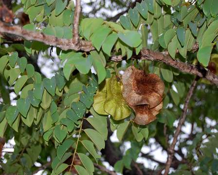 Image of pterocarpus