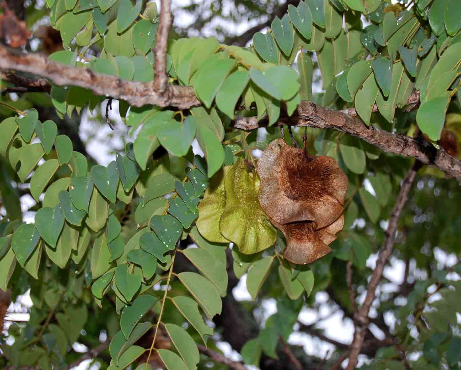 Image de Pterocarpus