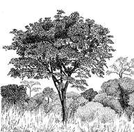 Image de Pterocarpus