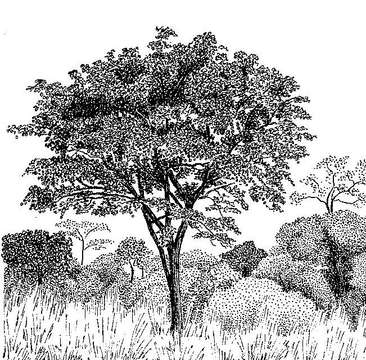 Image of pterocarpus