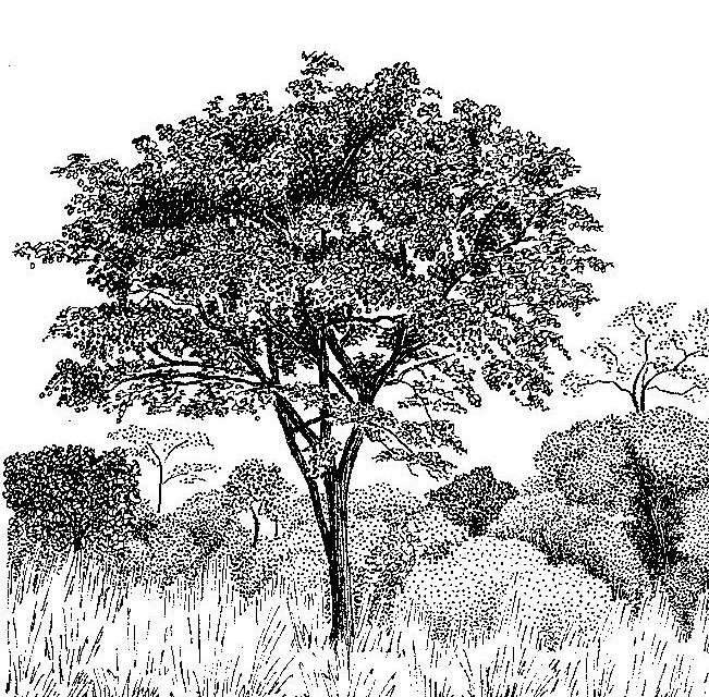 Image of pterocarpus