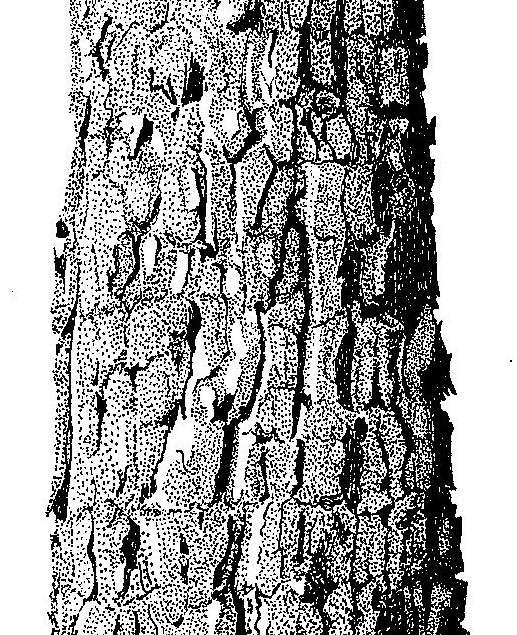 Image de Pterocarpus