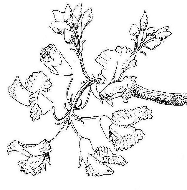 Image of pterocarpus