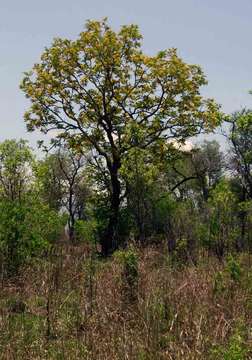 Image of Eared bloodwood