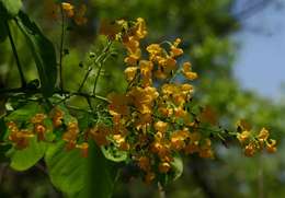 Imagem de Pterocarpus brenanii Barbosa & Torre