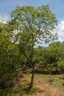 Imagem de Pterocarpus brenanii Barbosa & Torre