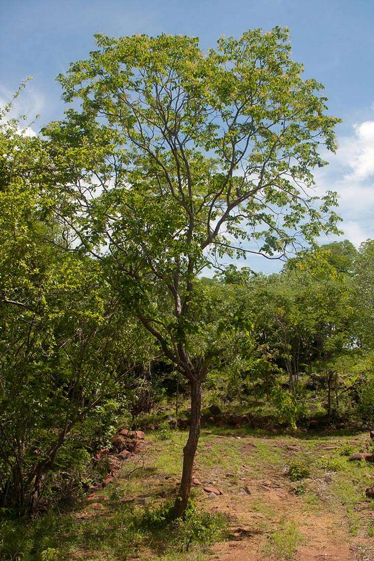 Imagem de Pterocarpus brenanii Barbosa & Torre