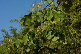 Imagem de Pterocarpus brenanii Barbosa & Torre