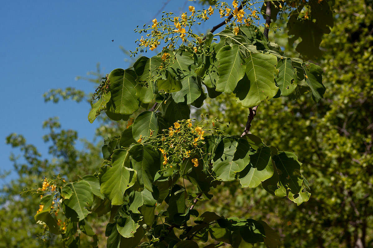 Imagem de Pterocarpus brenanii Barbosa & Torre