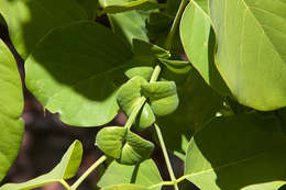 Imagem de Pterocarpus brenanii Barbosa & Torre