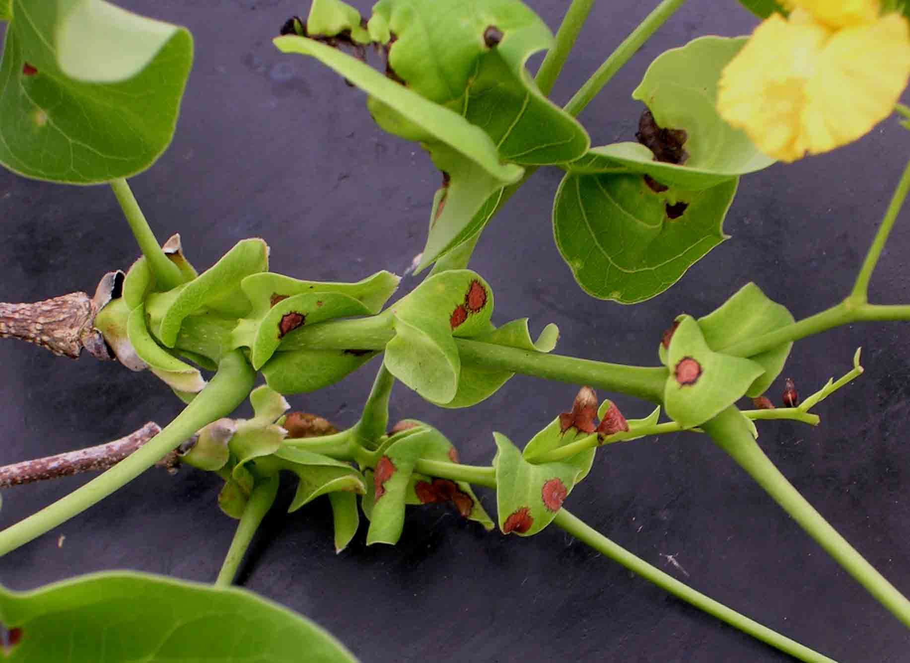 Imagem de Pterocarpus brenanii Barbosa & Torre