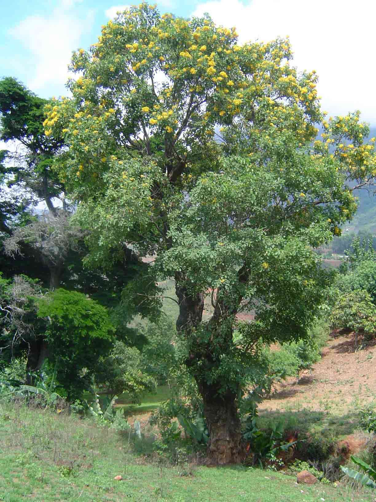 Pterocarpus rotundifolius (rights holder: Mark Hyde, Bart Wursten and Petra Ballings)