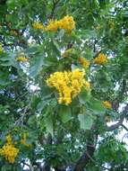 صورة Pterocarpus rotundifolius (Sond.) Druce