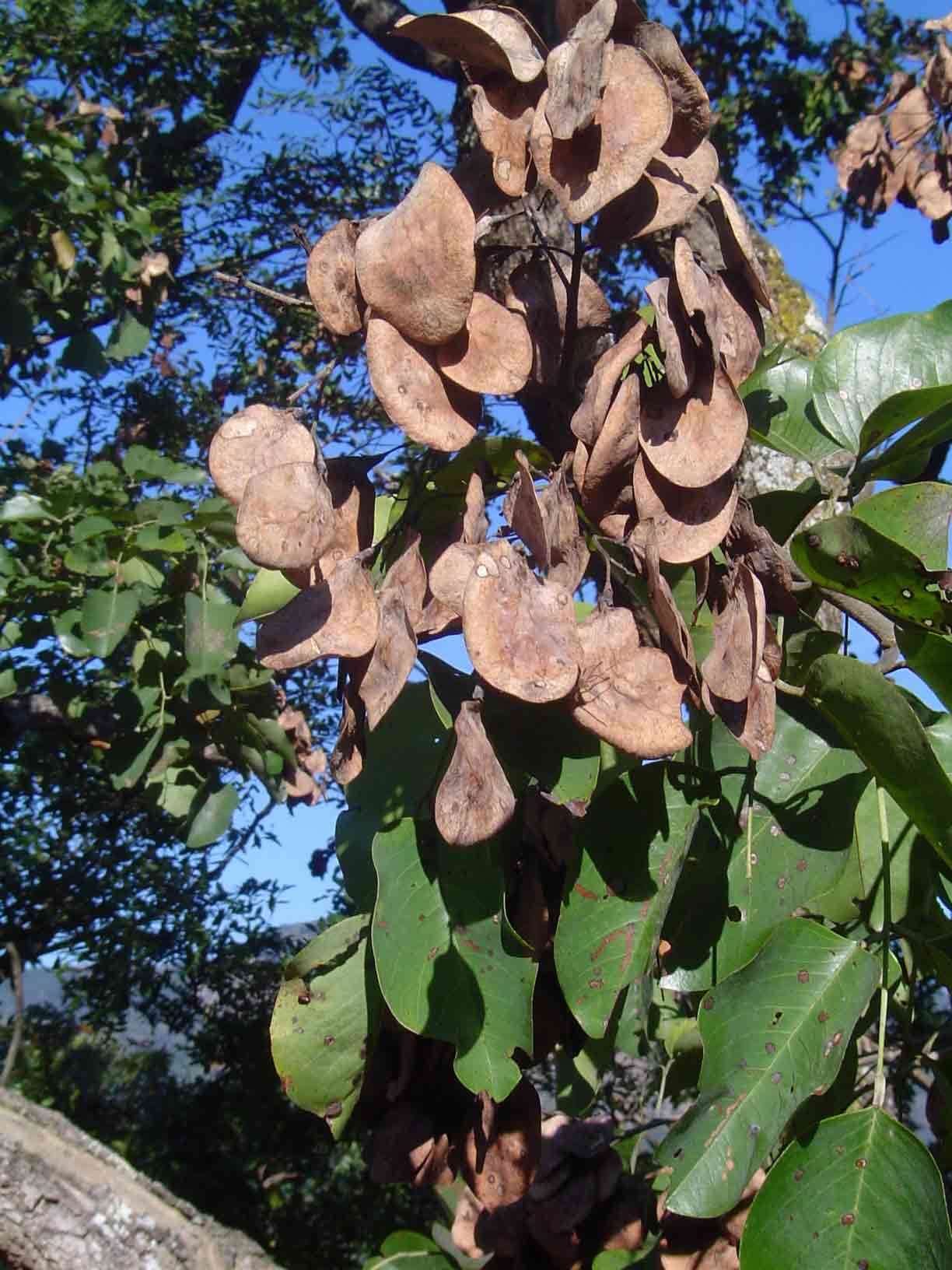 Imagem de Pterocarpus rotundifolius (Sond.) Druce