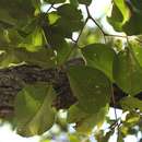 Imagem de Pterocarpus rotundifolius subsp. rotundifolius