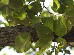 Imagem de Pterocarpus rotundifolius (Sond.) Druce