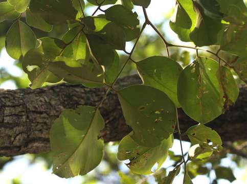 Слика од Pterocarpus rotundifolius (Sond.) Druce