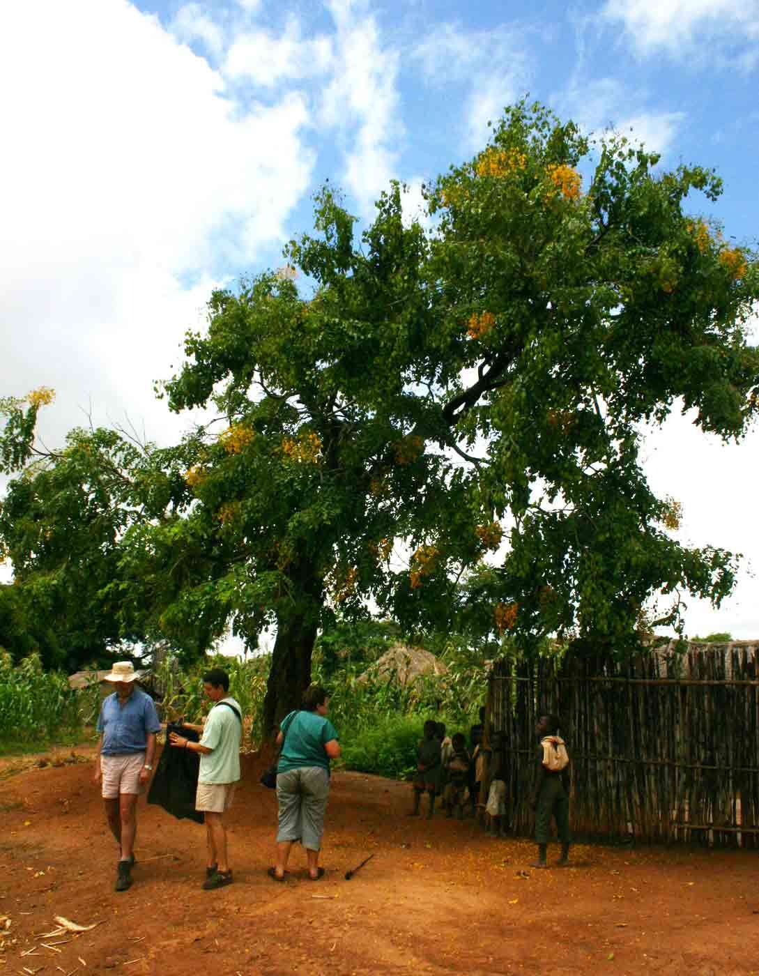 صورة Pterocarpus rotundifolius subsp. polyanthus (Harms) Mendonca & Sousa