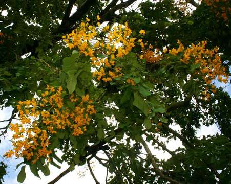 Слика од Pterocarpus rotundifolius subsp. polyanthus (Harms) Mendonca & Sousa