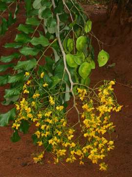 Слика од Pterocarpus rotundifolius subsp. polyanthus (Harms) Mendonca & Sousa