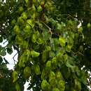 صورة Pterocarpus rotundifolius subsp. polyanthus (Harms) Mendonca & Sousa