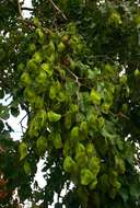 صورة Pterocarpus rotundifolius subsp. polyanthus (Harms) Mendonca & Sousa