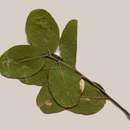 Image of Apple-leaf lance-pod