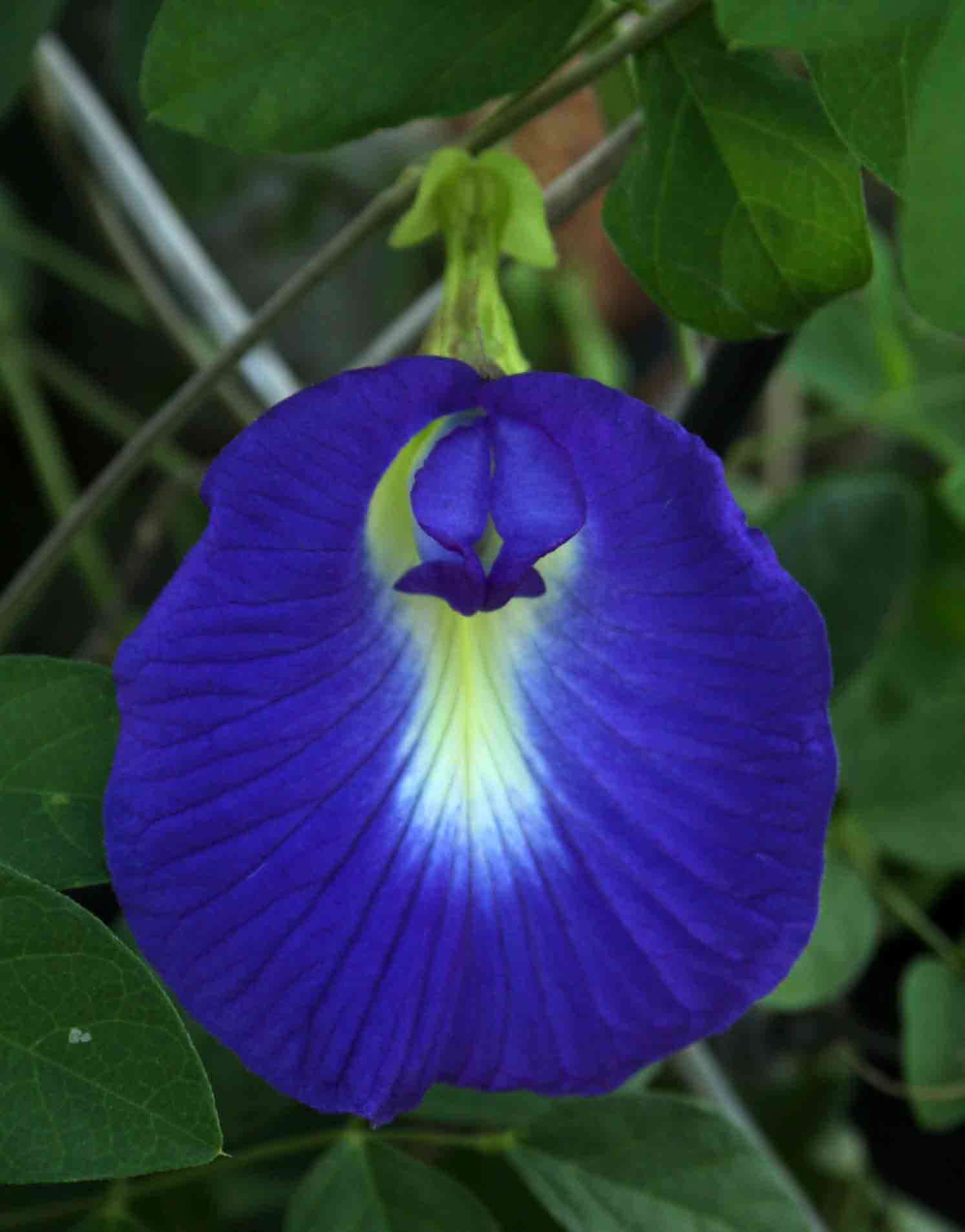 Imagem de Clitoria