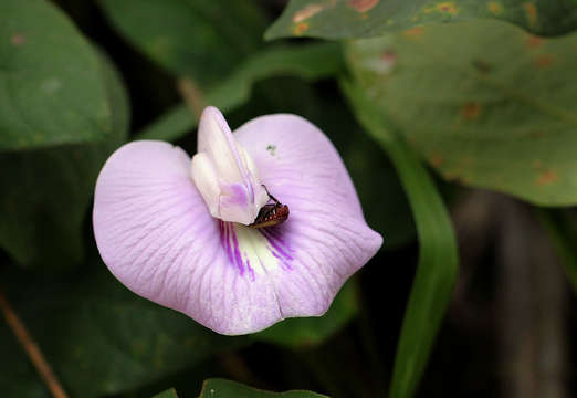 Image of butterfly pea