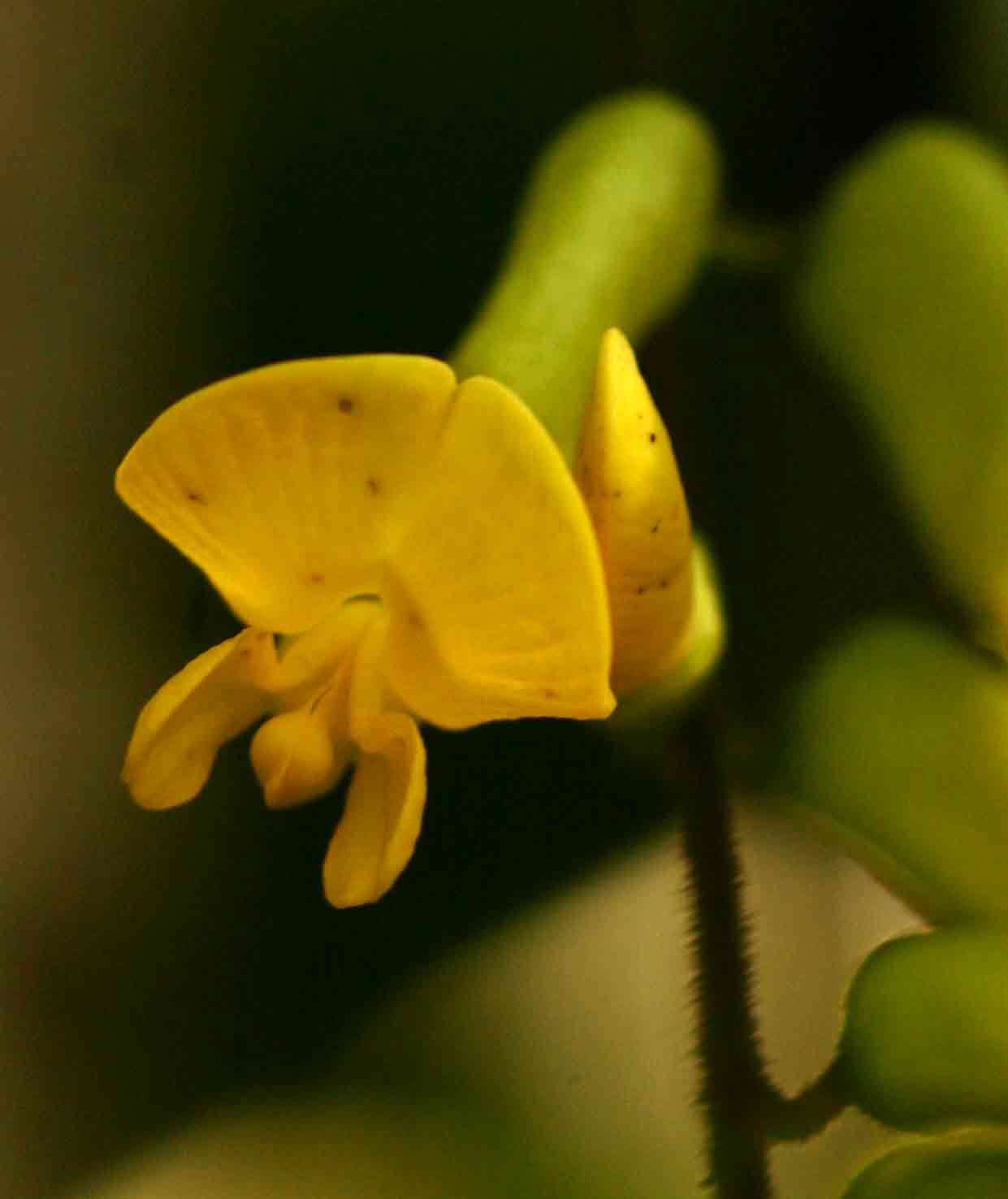Image of Dumasia villosa DC.