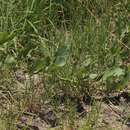 Sivun Neorautanenia amboensis Schinz kuva