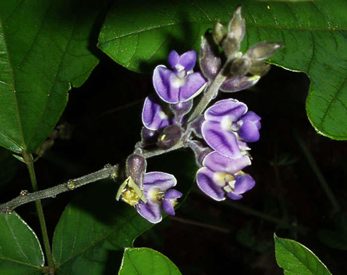 Sivun Neorautanenia mitis (A. Rich.) Verdc. kuva