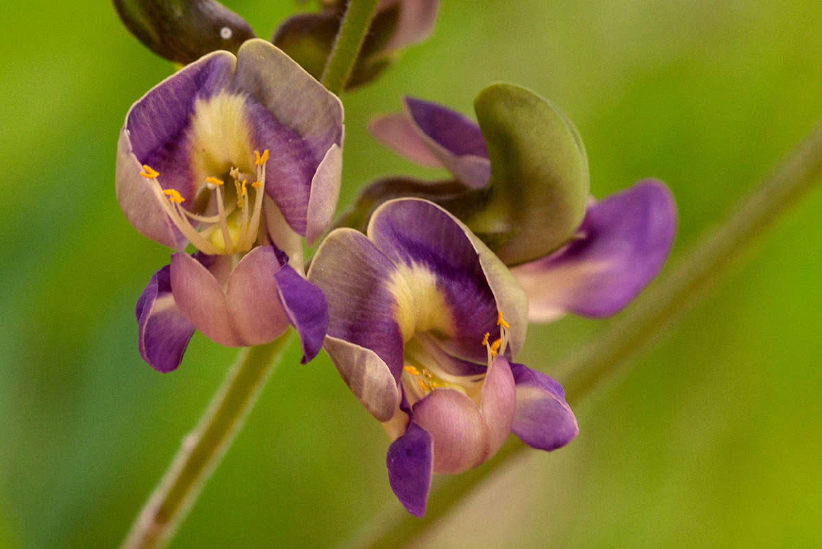 Image of Neorautanenia mitis (A. Rich.) Verdc.