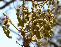 Image of Lucky-bean tree